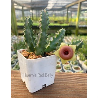 เก๋งจีน Huernia Red belly