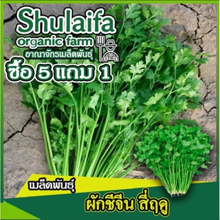 3แถม1เมล็ดพันธุ์ผักชีจีนใบใหญ่ 4ฤดู 10กรัม เมล็ดพันธุ์ผักสวนครัว เมล็ดพันธุ์ผักชี เมล็ดผักชี