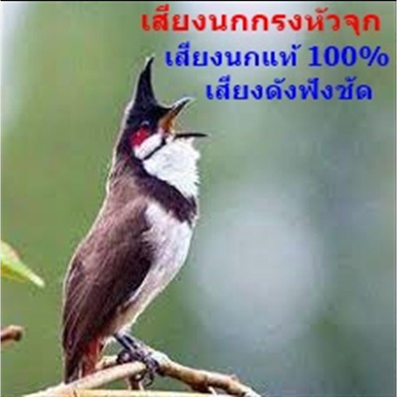 เสียงนกกรงหัวจุก เสียงครูนก สำนวนพิเศษ เพลงขั้นเทพ เบิ้ล 2-3 ** ใส่แฟลชไดร์**