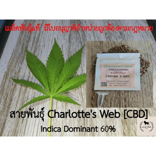 Charlottes Web [CBD Cannabis] สายพันธุ์แท้ มีใบอนุญาตขายตามกฎหมาย