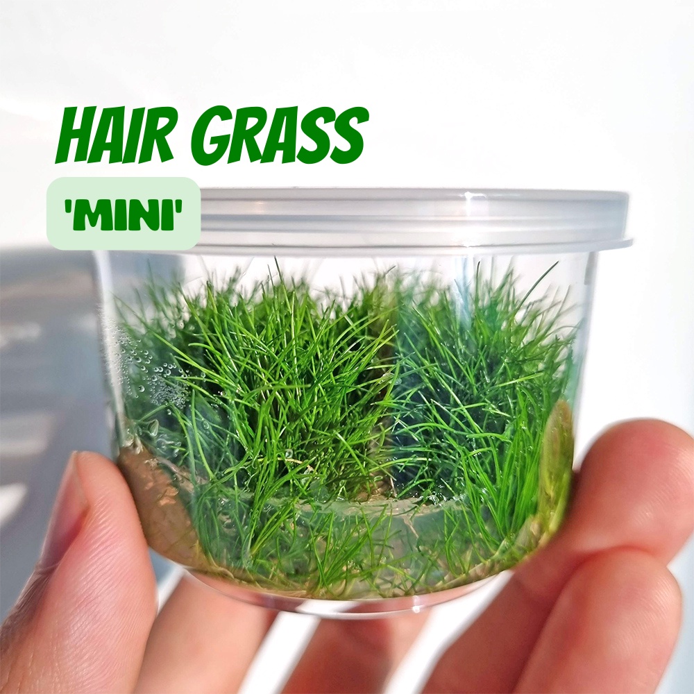 หญ้าเส้นผมสั้น เนื้อเยื่อ ไม้ปูพื้น - Eleocharis acicularis / Hair grass TC ต้นไม้น้ำ