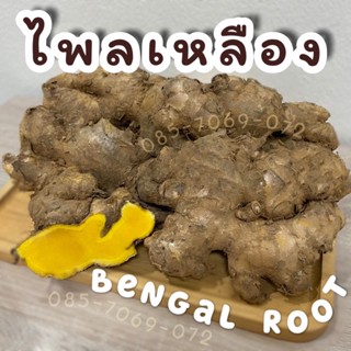 ไพลเหลือง ไพลสด bengal root (1 Kg) อายุไพล 2-3 ปี น้ำมันเยอะ ปลูกได้ : ไพลเหลืองสด ปูเลย ว่านไพล ว่านไฟ ว่านไพลเหลือง