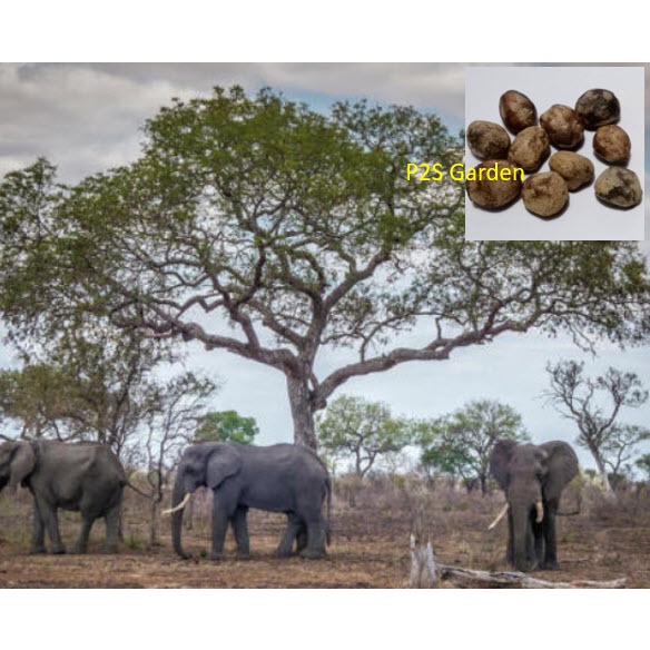เมล็ดพันธุ์ ช้างเมา มารูลา แอฟริกัน มารูล่า African Marula จากโปรตุเกส
