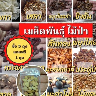 *ร้านนี้ส่งจริง* เม็ดไม้ป่าหายาก  เม็ดไม้ป่า พันธุ์ไม้ป่า เมล็ดพันธุ์ พยุง ประดู่ ชิงชัน สักทอง ไม้แดง มะฮอกานี