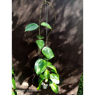 Hoya latifolia "bai bua"