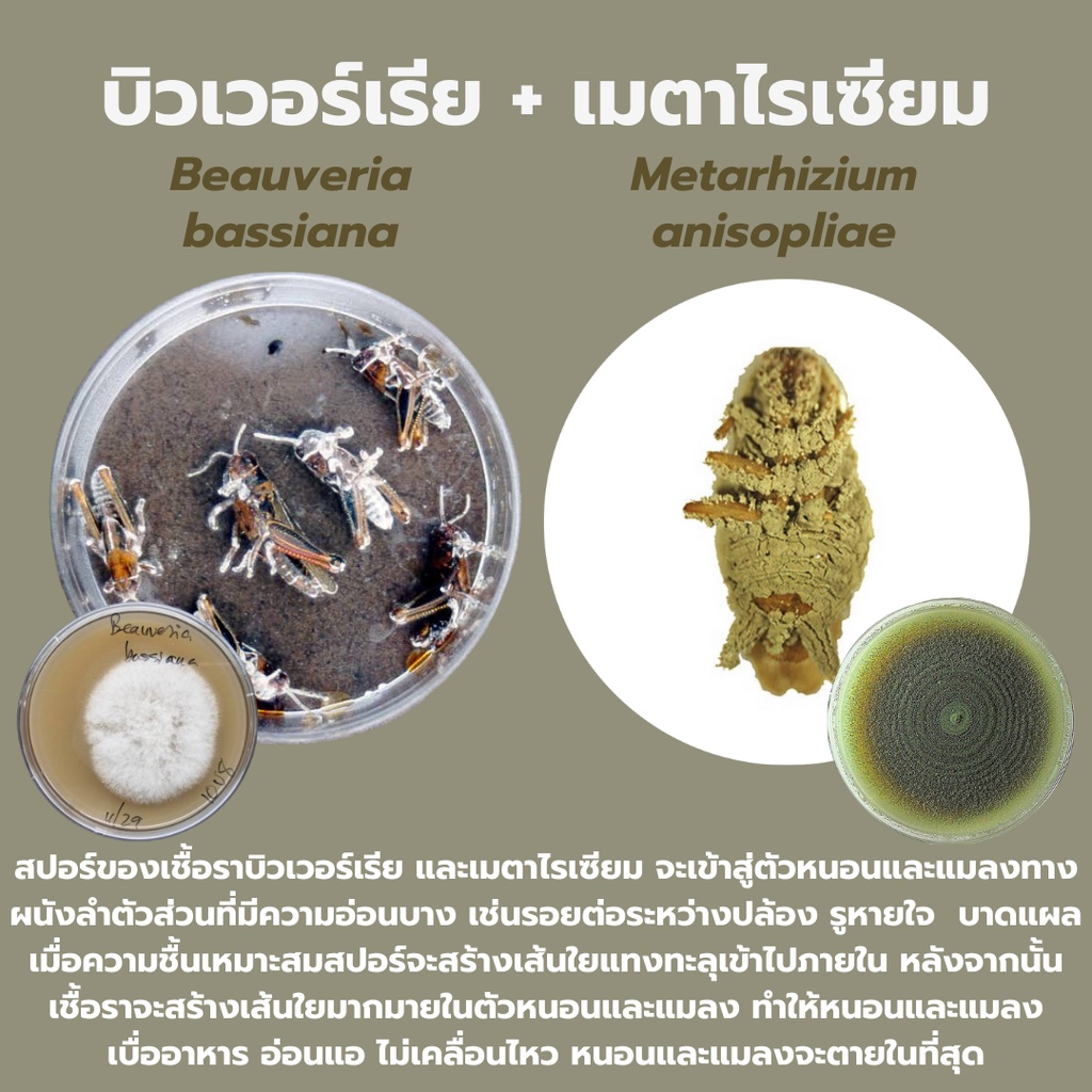 บิวเวอร์เรีย ผสม เมธาไรเซียม 1kg ราคาส่ง กำจัดแมลงศัตรูพืชทุกชนิด ออร์แกนิค ปลอดภัย รูปที่ 4