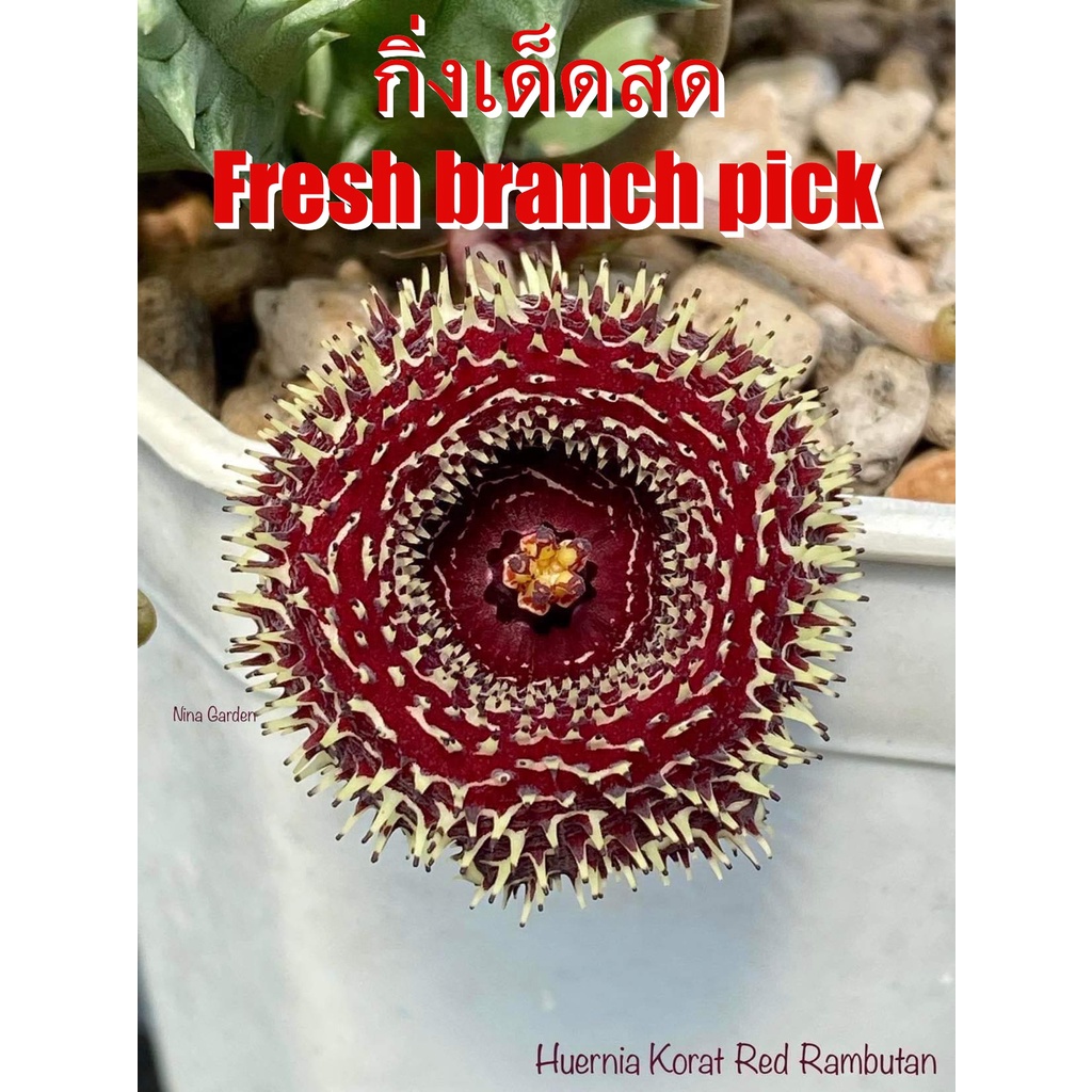 เก๋งจีน Huernia Korat Red Rambutan  *กิ่งเด็ดสด* แคคตัส ไม้อวบน้ำ Cactus and Succulent