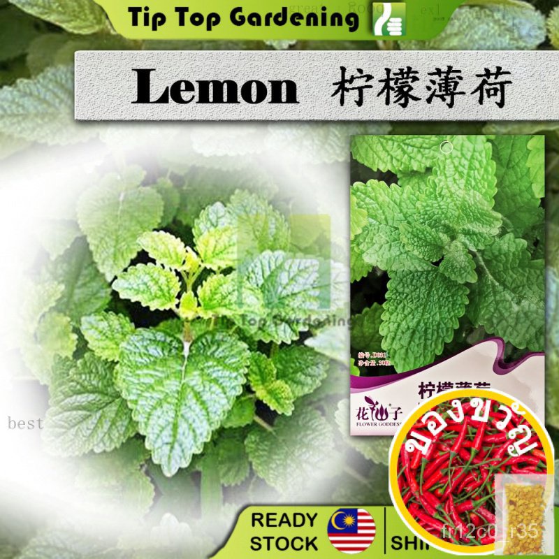 D031เลมอนบาล์มดอกไม้เทพธิดาผักดอกไม้ผลไม้เมล็ดสมุนไพร ขึ้นฉ่าย/เมล็ดพืช/ P4E0