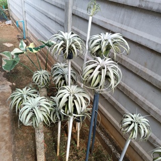 Tillandsia xerographica size ใหญ่