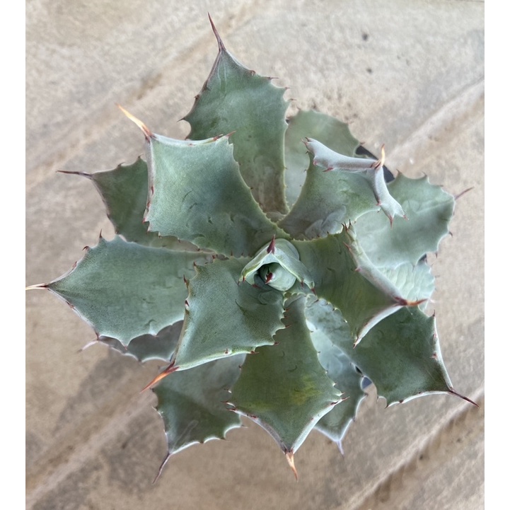 อากาเว่ Agave size XL (MondMage Cactus)