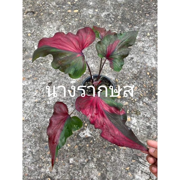 บอนสี/อสงไขย/นางรากษส/องค์หญิงทอฝัน