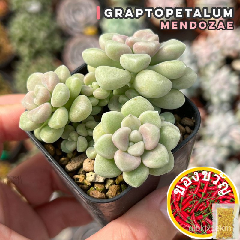 เมล็ดอวบอ้วน100%Graptopetalum Mendozae ไม้อวบน้ำ กุหลาบหิน cactus&amp;succulentหลากหลายสายพันธุ์เมล็ดพืชคุณภาพสูงChamomileWh