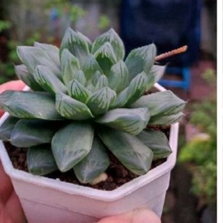 Haworthia​ ฮาโวเทีย​ไม้อวบน้ำน่ารัก​