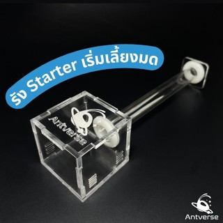 รัง Starter Antverse สำหรับเริ่มต้นเลี้ยงมด