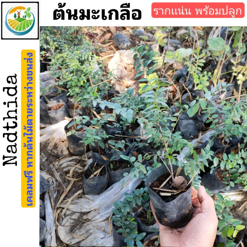 ต้นมะเกลือ มะเกลือ ไม้ป่าหายากราคา เเพงพอๆๆกับ ต้นพยุงไทย …………….. ต้นพยูงไทย