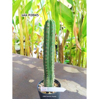 กระบองเพชร แคคตัส ไม้ลำ ปาชานอย (Trichocereus / Echinopsis pachanoi)