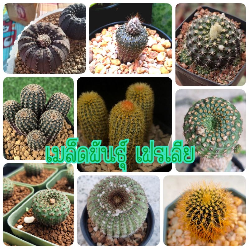 เมล็ดพันธุ์ เฟรเลีย (Frailea seeds)