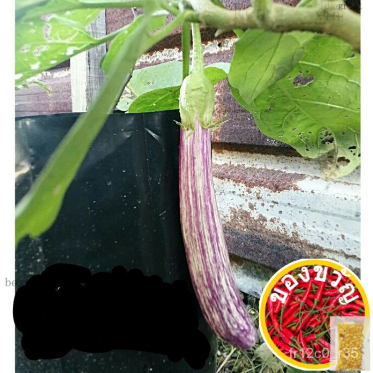 เมล็ดมะเขือยาว◾12's-in-1-Year-old-Year-old-Year-old-Year-old-Year-old-Year-Old 2YOE