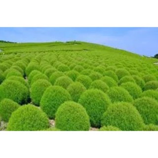 เมล็ดพันธุ์ โคเชีย ( Kochia Seed ) ปลูกง่าย บรรจุ 30 เมล็ด