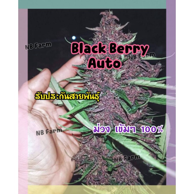 เมล็ดพันธุ์ BlackBerry (auto) แบล็คเบอร์รี่ คัดเพศเมีย รับประกันสายพันธุ์เเท้