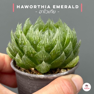 Haworthia Emerald ฮาโวเทีย ไม้อวบน้ำ กุหลาบหิน cactus&amp;succulentหลากหลายสายพันธุ์