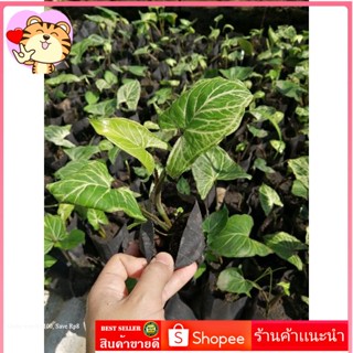 Syngonium  batik ออมกนกลายไทย ต้นไม้ตาย เคลมฟรี