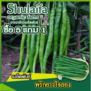 3แถม1เมล็ดพันธุ์พริกยาว โจลอง 100เมล็ด (เผ็ดหอม ลูกดก) เมล็ดพันธุ์พริกยาว เมล็ดพันธุ์ผักหนุ่ม เมล็ดพริก