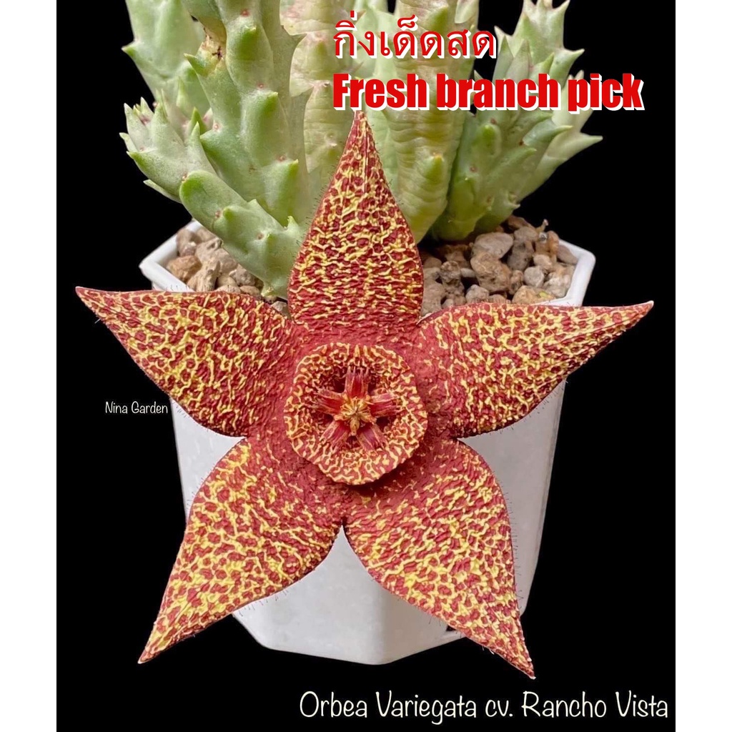 เก๋งจีน Orbea Variegata cv. Rancho Vista  *กิ่งเด็ดสด* แคคตัส ไม้อวบน้ำ Cactus and Succulent