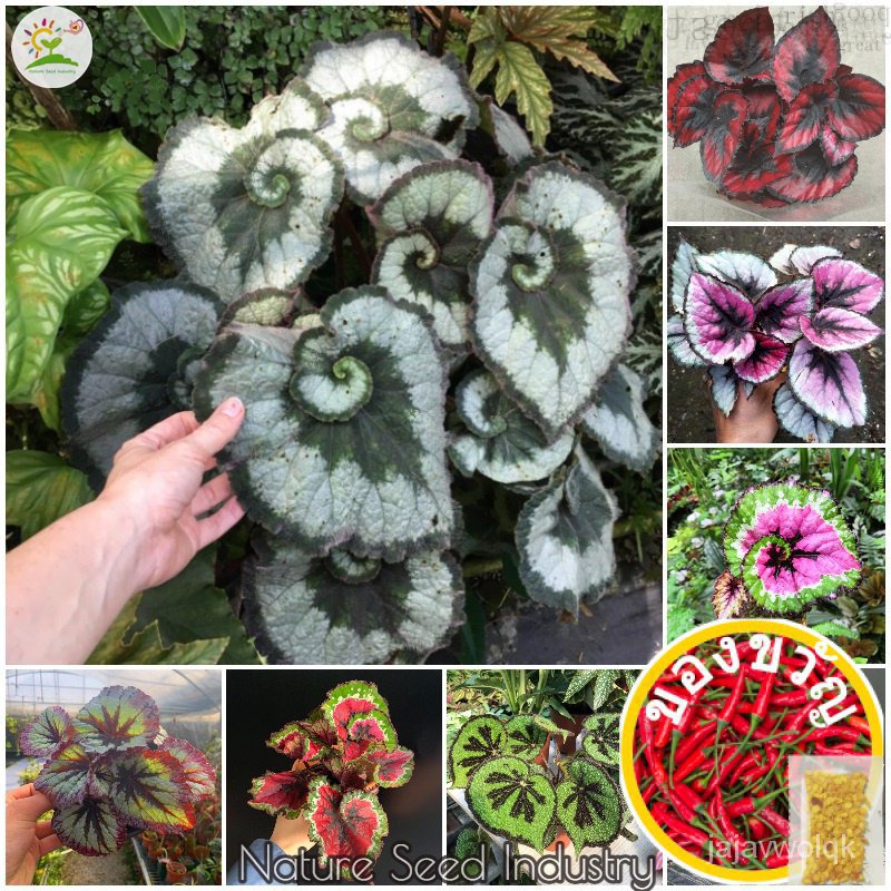 [การงอกเร็ว] ⚝ (50แคปซูล/แคปซูล)-Hosta plantaginea /a OTJC