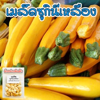 ซูกินีเหลือง เมล็ดพันธุ์สีทอง zucchini yellow   บรรจุ 4-30 เมล็ด [10 เเถม 1 คละได้]