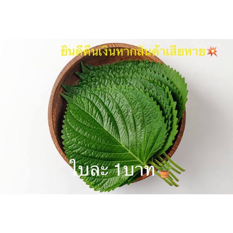 ใบงาเกาหลี ปลอดสารพิษ 🌿ใบชิโสะ Korean Perilla leaves ชุดละ 100 ใบ++ 💥ยินดีคืนเงินหากเสียหายจากการขนส่ง