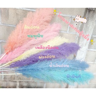 ดอกเลาสีพาสเทลก้านละ20บาท ขนหนาก้านใหญ่
