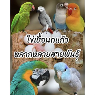 💥ไข่เชื้อนกแก้วหลากหลายสายพันธุ์ 🦜ไข่มีเชื้อ💯% ✅รับประกันการจัดส่งทุกออเดอร์