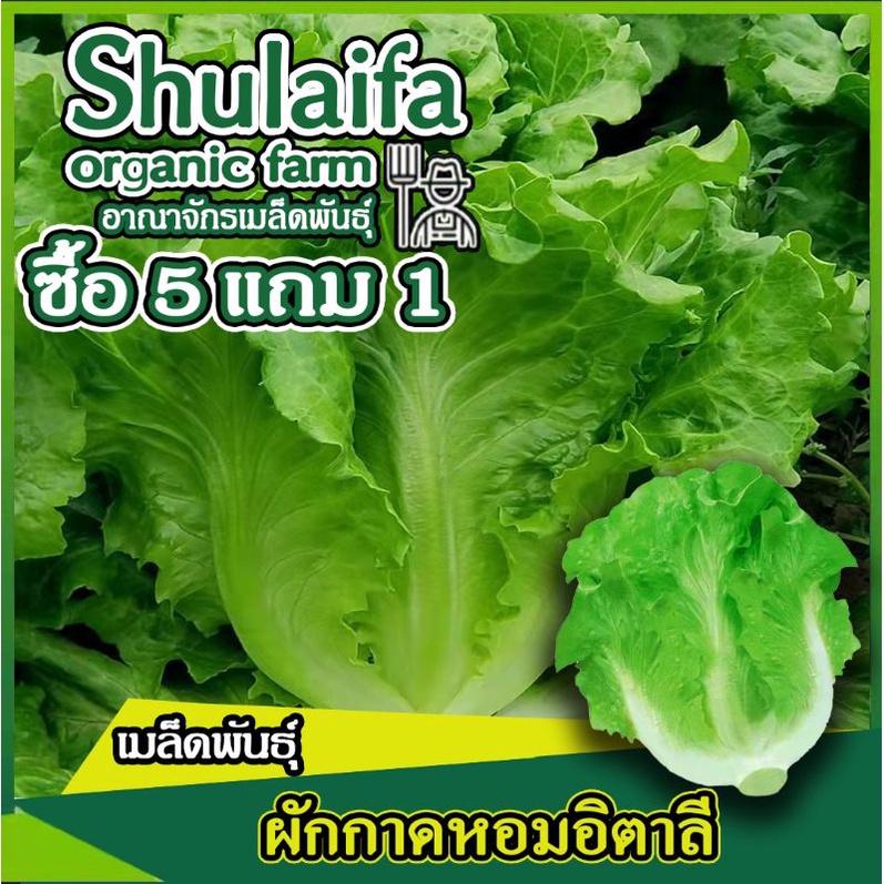 3แถม1เมล็ดผักกาดหอมอิตาลี พรีเมี่ยม 300-500เมล็ด เมล็ดพันธุ์สลัดอิตาลี เมล็ดพันธุ์ผักสวนครัว เมล็ดพันธุ์นอก