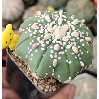 แอ​สโตร​ไฟตั้ม วี   เว้า   #แคสตัส castus​ astrophytum แอสโตร แอสโตร​ไ​ฟตั้​ม แอสโตรไฟตัม กระบองเพชร แอสโตรวี super