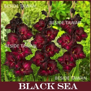 Gladiolus ( แกลดิโอลัส )  Black sea