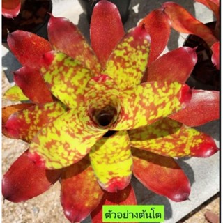 สับปะรดสี Bromeliad Neoregelia  Winnie The Pooh ไม้มินิ  จำนวน 1 ต้น จัดส่งแบบถอดกระถาง ต้นไม้สวยงาม ฟอกอากาศ ต้นไม้มงคล