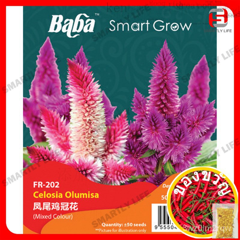 Baba Smart Grow SEED: FR-202 Celosia olumisa เมล็ดธัญพืช O5SZ