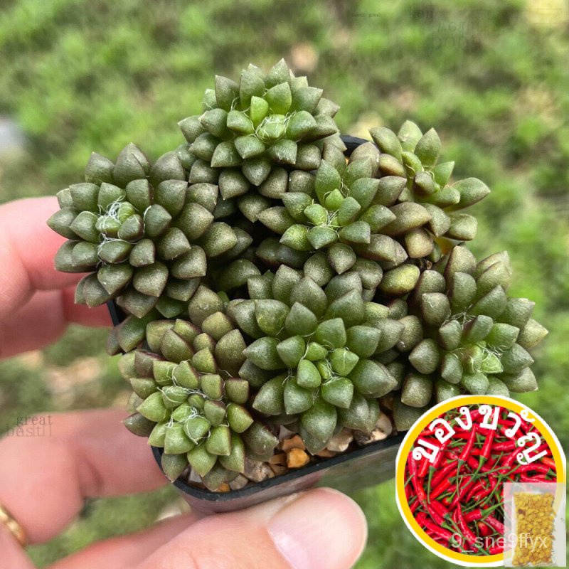เมล็ดอวบอ้วน100%ลูกชุบกุหลาบดำ Anacampseros Retusa ไม้อวบน้ำ กุหลาบหิน แคคตัส กระบองเพชร cactus&amp;succulentเมล็ดพืชคุณภาพส