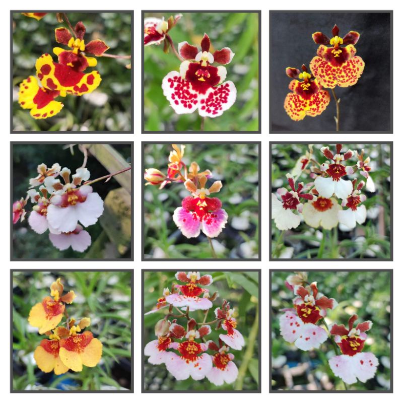 ไม้จิ๋ว Tolumnia​ fancy​ 3 ต้น 120฿.ออนซิเดียมแคระแฟนซีคละสี​ รุ่นใกล้ออกดอกค่ะ