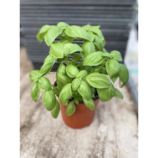 Italian Sweet Basil plant( 5inch pot’s) ต้นโหระพาอิตาลี่ กระถางใหญ่ 5นิ้ว พร้อมจัดส่ง #herb #โหระพาฝรั่ง #organic