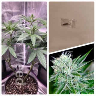 เมล็ดพันธุ์Blue Dream /Pack5seeds.Feminisedเพศเมีย5เมล็ด