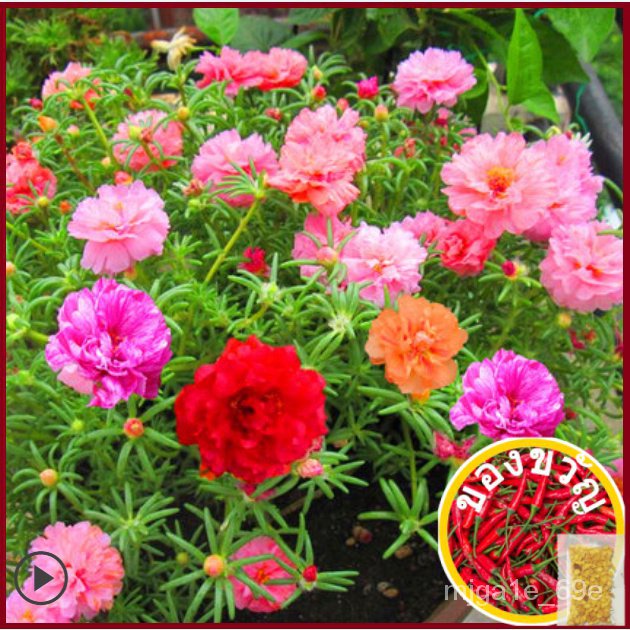 * Bloomsmy *(~ 300เมล็ด) กุหลาบญี่ปุ่น/9oclock เมล็ดดอกไม้/เมล็ดกุหลาบเมล็ดดอกไม้ญี่ปุ่น/9 ⁄ 10 ⁄ se