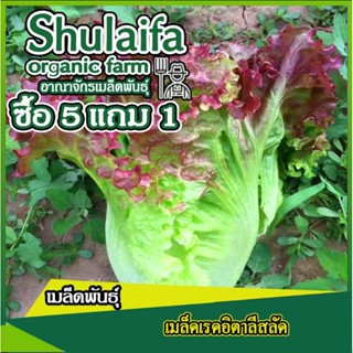 3แถม1เมล็ดพันธุ์ผักกาดหอมอิตาลี สีแดง 300-500เมล็ด เมล็ดพันธุ์เรดอิตาลีสลัด เมล็ดผักสวนครัวต่างประเทศ เมล็ดผักสลัด