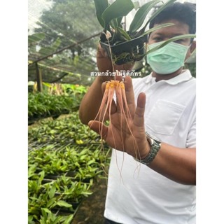 กล้วยไม้สิงโตกลอกตา เครายาว  Bulbophyllum longissimum หายากมาก