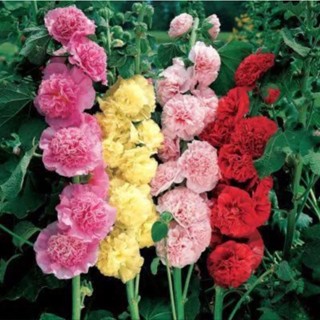 เมล็ดพันธุ์ ฮอลลี่ฮ็อค " ดอกซ้อน" คละสี ( Hollyhock Mix ) บรรจุ 10 เมล็ด