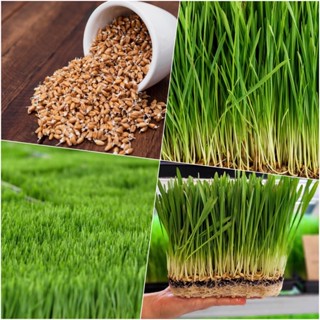 เมล็ดข้าวสาลีนำเข้า เมล็ดใหม่ สำหรับปลูกเป็น ต้นอ่อนข้าวสาลี wheatgrass