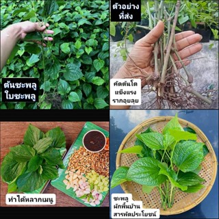 (15ต้น) ต้น ชะพลู หรือ ผักอีเลิด ผักอีเลิศ ใบชะพลู ต้นชะพลู / ผักชายป่า
