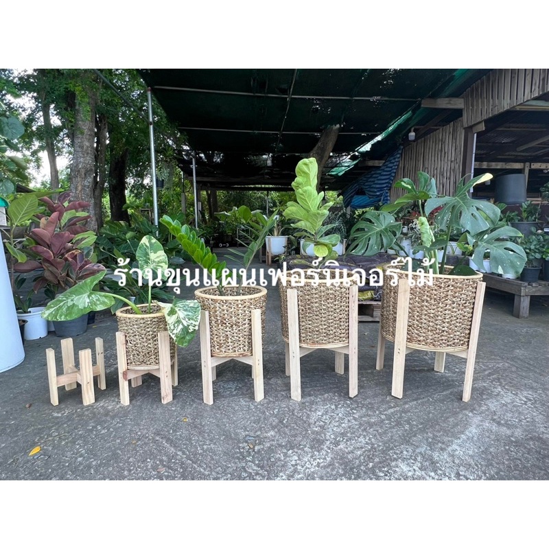 ตะกร้า ตะกร้าปลูกต้นไม้ ตะกร้าผักตบชวา ผสมหวายแท้ 🔥 งานสวยรับประกันคะ - รูปที่ 2