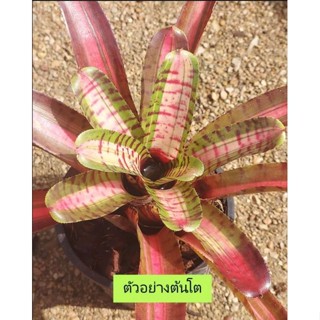 สับปะรดสี Bromeliad Neoregelia Palmares ไม้มินิ จำนวน 1 ต้น จัดส่งแบบถอดกระถาง ต้นไม้สวยงาม ฟอกอากาศ ต้นไม้มงคล